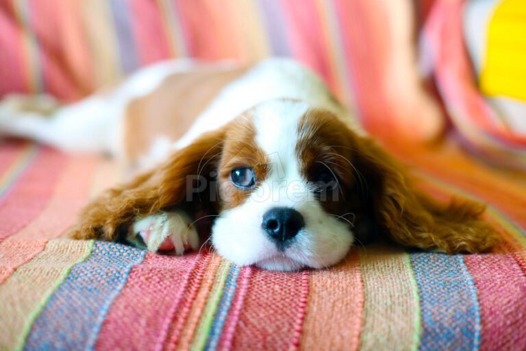 chiots cavalier king charles dans une animalerie