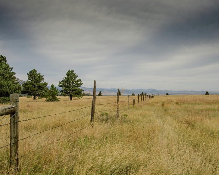 Où trouver du fil barbelé pas cher pour vos clôtures 25 cloture en fil barbele dans un champ