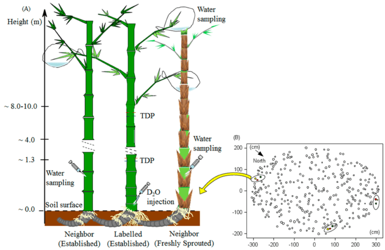 comparaison visuelle de bambous tracants et non tracants