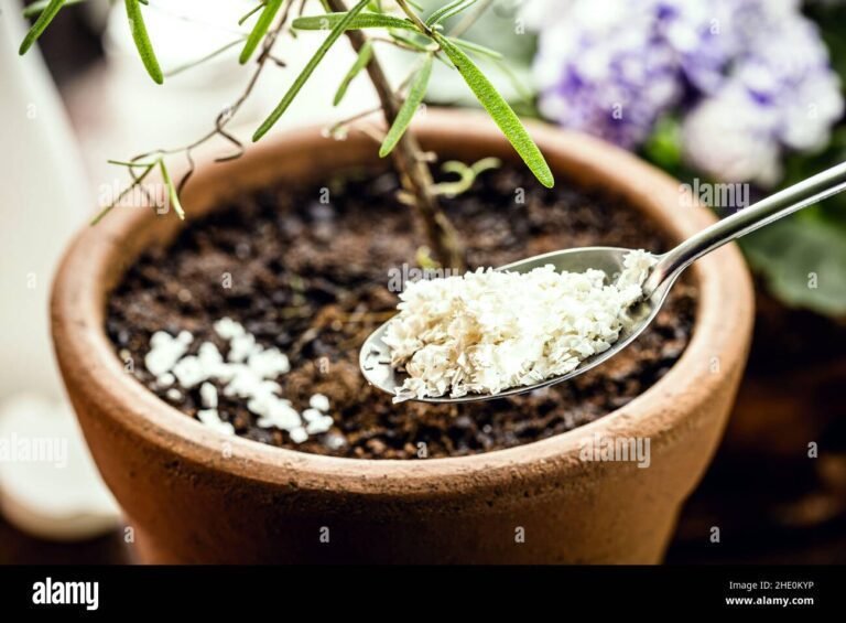 Comment utiliser des coquilles d'œufs en poudre pour la santé 29 coquilles doeufs broyees sur une cuillere