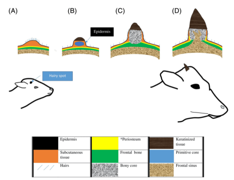 Qu'est-ce que la corne de boeuf et comment l'utiliser comme engrais 23 corne de boeuf dans un jardin fertile