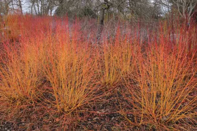 Comment entretenir le cornouiller sanguin 'Midwinter Fire' au jardin 29 cornouiller sanguin midwinter fire en hiver
