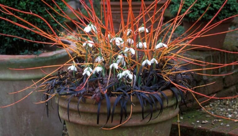Comment cultiver le Cornus 'Midwinter Fire' pour un jardin éclatant 28 cornus midwinter fire en pleine floraison