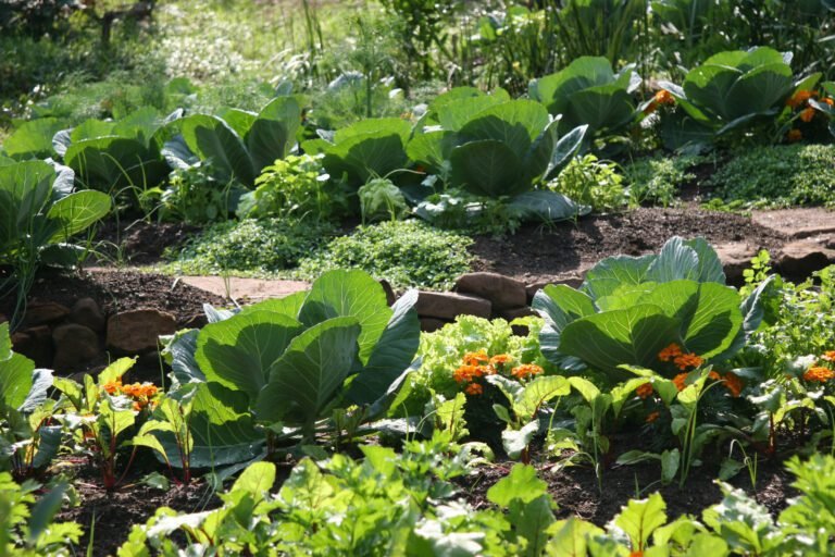 des legumes dautomne dans un jardin