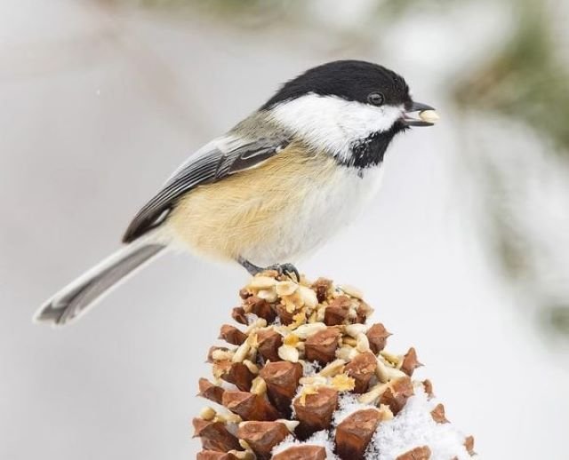 Que donner aux oiseaux en hiver pour les nourrir efficacement