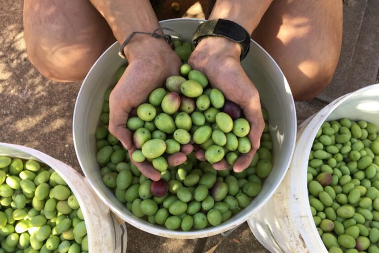 Comment trouver un emploi saisonnier pour la cueillette des olives 10 des olives en cours de cueillette