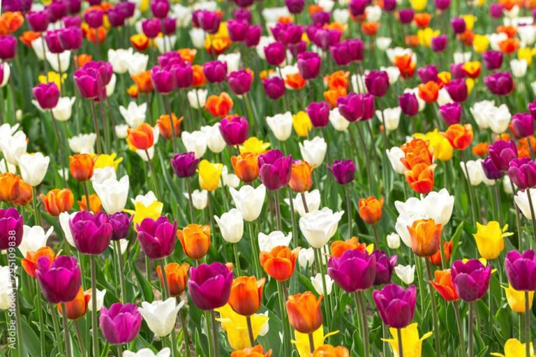 Comment choisir et planter des bulbes de tulipes chez Gamm Vert 32 des tulipes colorees dans un jardin fleuri