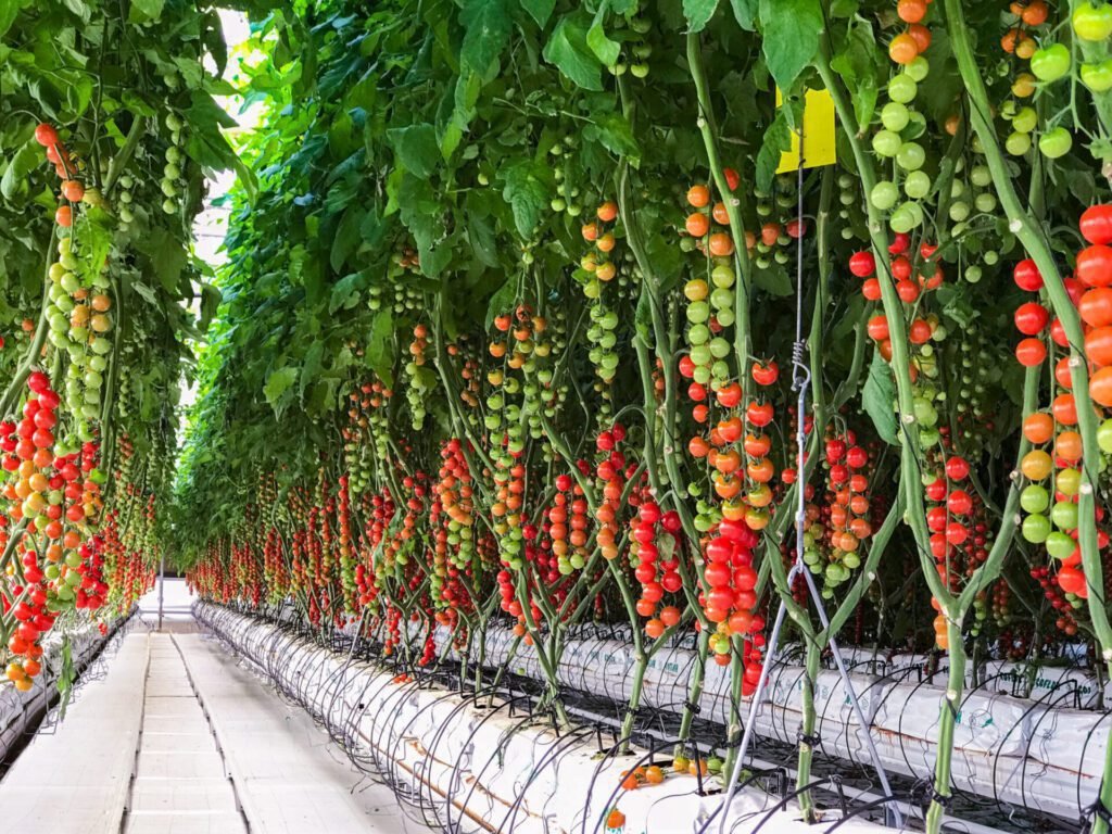 Comment choisir une serre à tomates chez Gamm Vert