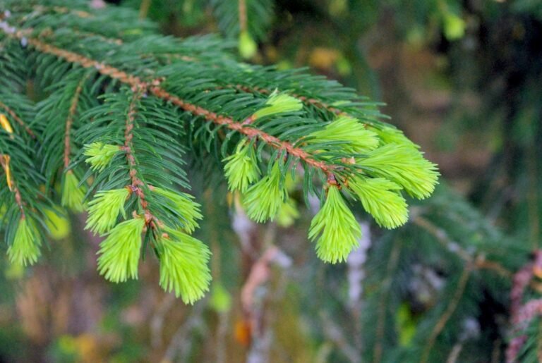 Quel est le nom des différents types d'arbres en France 13 differents types darbres en foret francaise