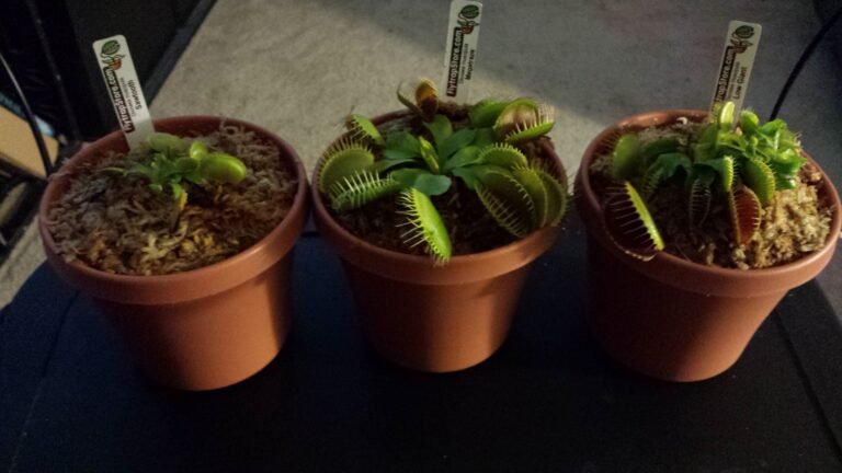 Comment entretenir une Dionée attrape-mouches pour une belle croissance 25 dionee en pleine croissance dans un pot