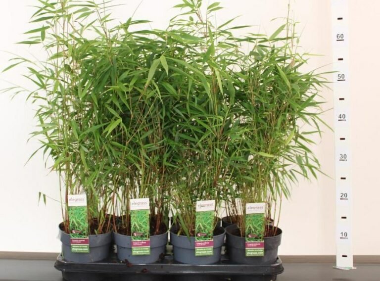 Quels sont les soins à apporter au Fargesia Scabrida Asian Wonder 42 fargesia scabrida dans un jardin luxuriant