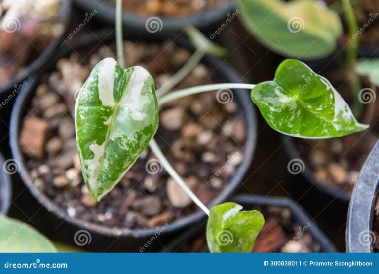 Comment entretenir votre Alocasia Frydek Variegata avec succès 18 feuille dalocasia frydek variegata en gros plan