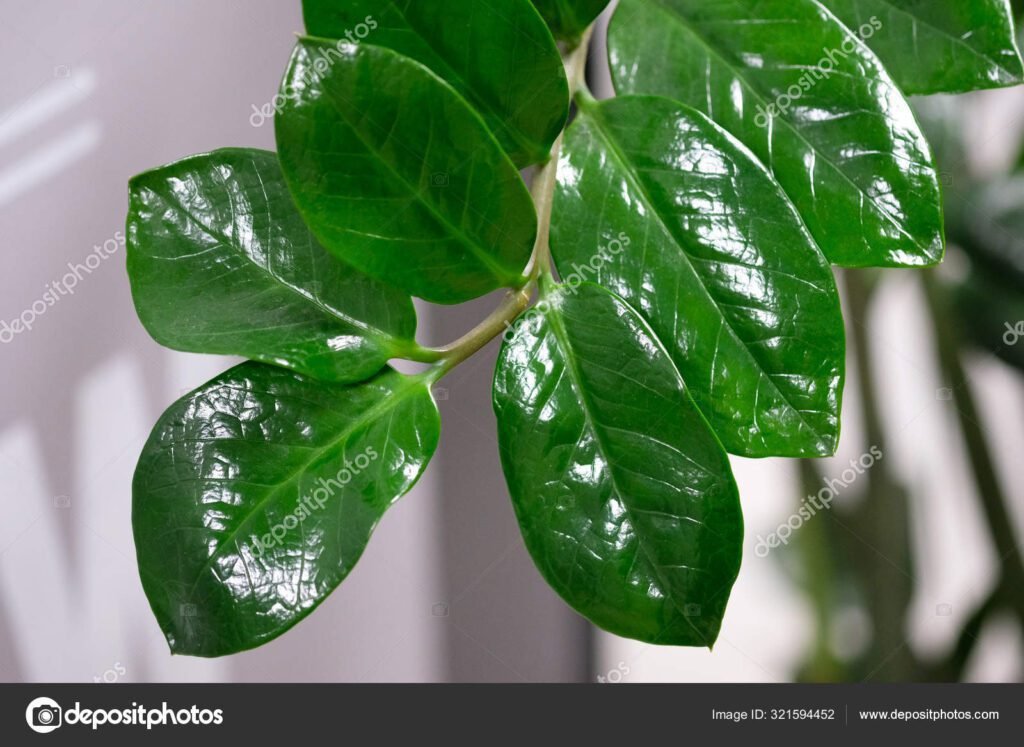 Comment prendre soin de votre Zamioculcas zamiifolia (plante ZZ)