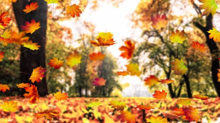 Pourquoi les feuilles tombent-elles en automne Explications scientifiques 39 feuilles colorees tombant dun arbre