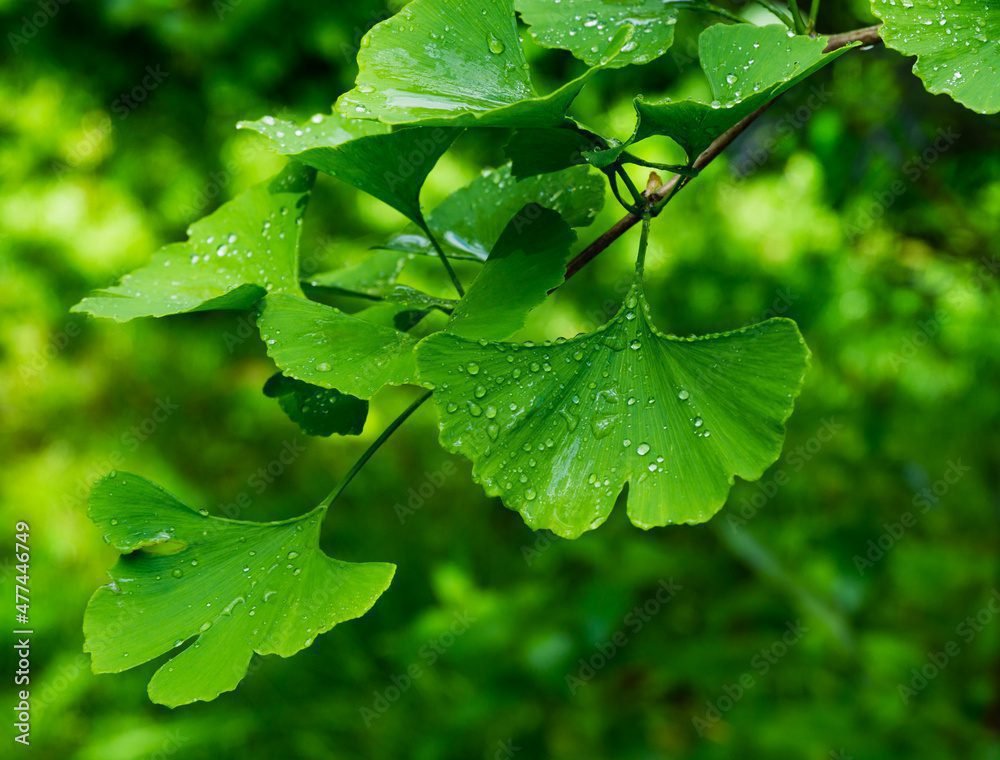 Quelles sont les vertus santé du ginkgo biloba pour votre bien-être 7 Quelles sont les vertus santé du ginkgo biloba pour votre bien-être