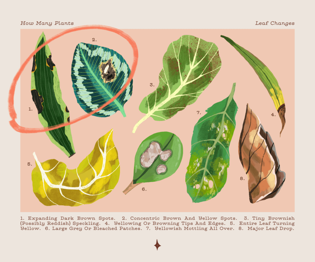 Pourquoi les feuilles de mes plantes d'intérieur jaunissent-elles 7 Pourquoi les feuilles de mes plantes d’intérieur jaunissent-elles