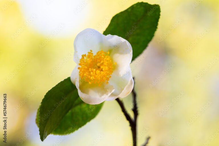 feuilles de the blanc en gros plan