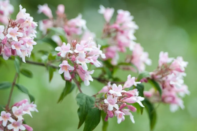 Qu'est-ce que le Kolkwitzia amabilis 'Pink Cloud' et comment l'entretenir 4 fleur rose de kolkwitzia amabilis en pleine floraison