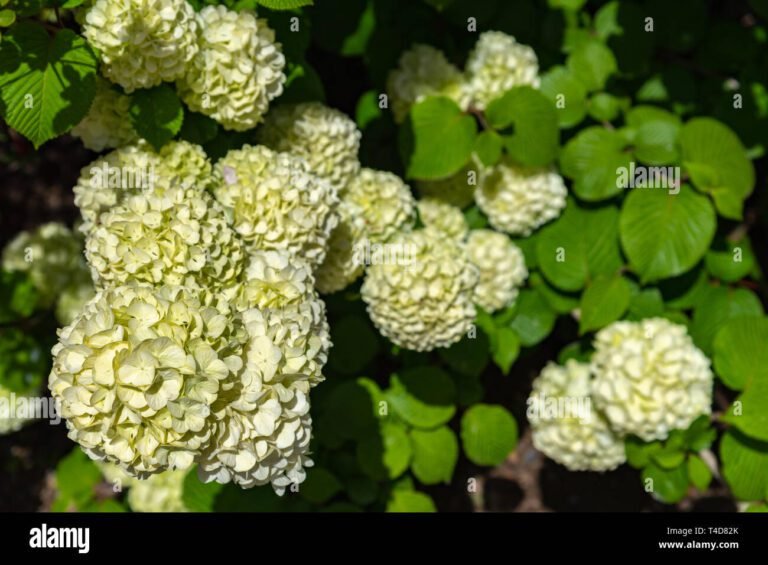 Comment cultiver et entretenir les fleurs boules de neige 22 fleurs boules de neige en pleine floraison