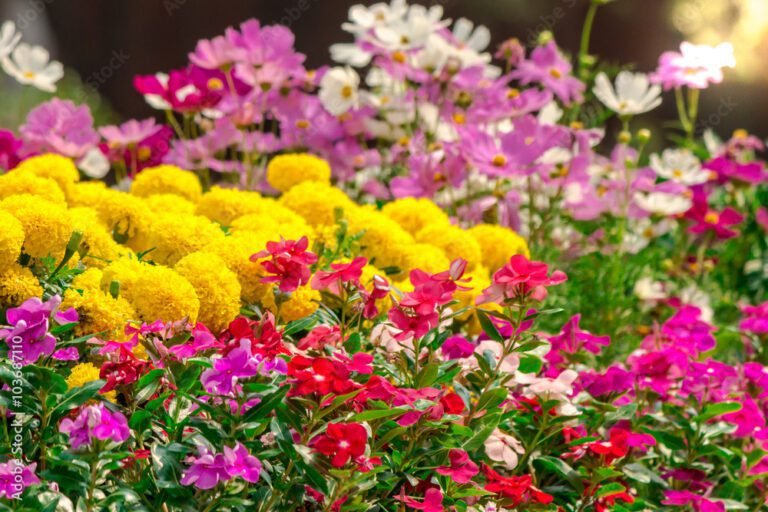 Quel est l'attrait du Jardin des Fleurs à Saint-Malo 43 fleurs colorees au jardin des fleurs
