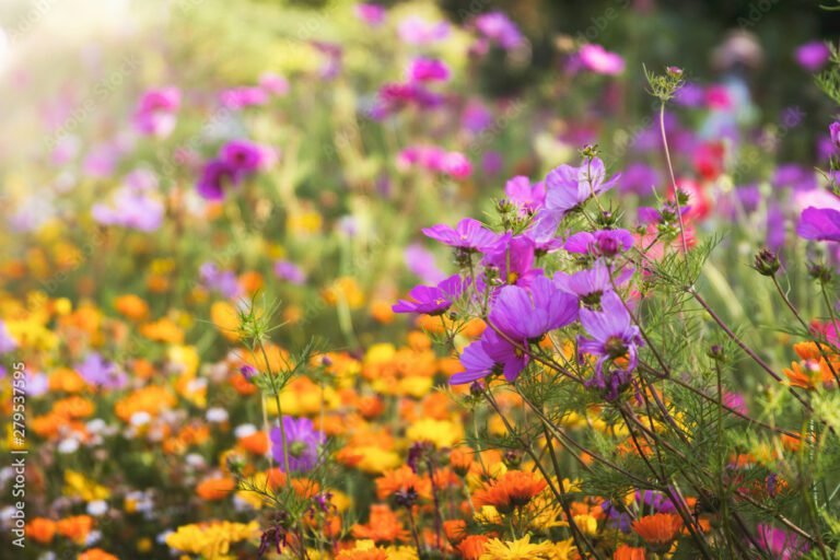 fleurs colorees dans un jardin lumineux