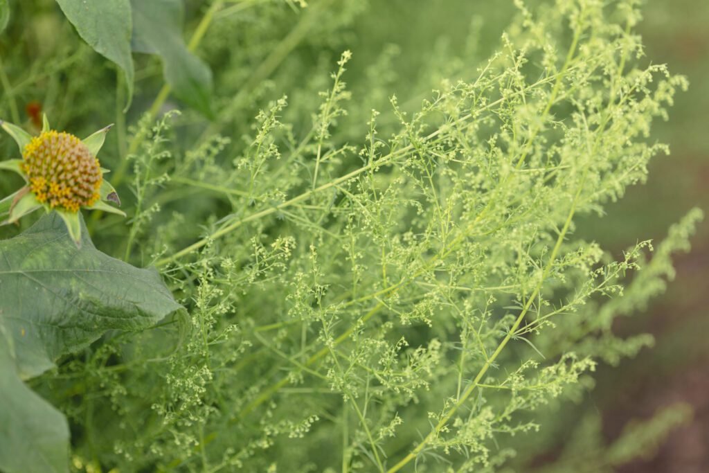 Où trouver de l’armoise annuelle (Artemisia annua) en pharmacie