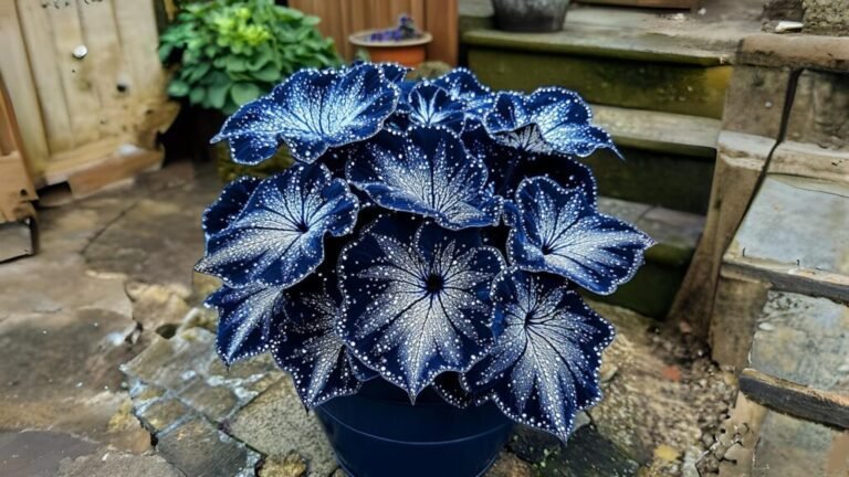 Comment acheter un bégonia papillon Clair de Lune en ligne 38 fleurs de begonia papillon en pot