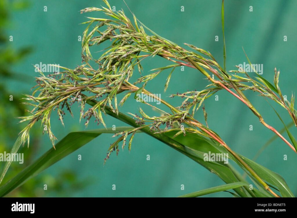 Quelle odeur est efficace pour repousser les moustiques naturellement 6 Quelle odeur est efficace pour repousser les moustiques naturellement