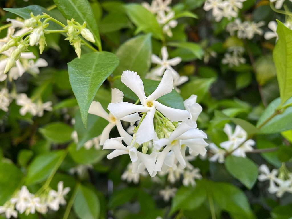 Comment entretenir le jasmin étoilé (Trachelospermum jasminoides)