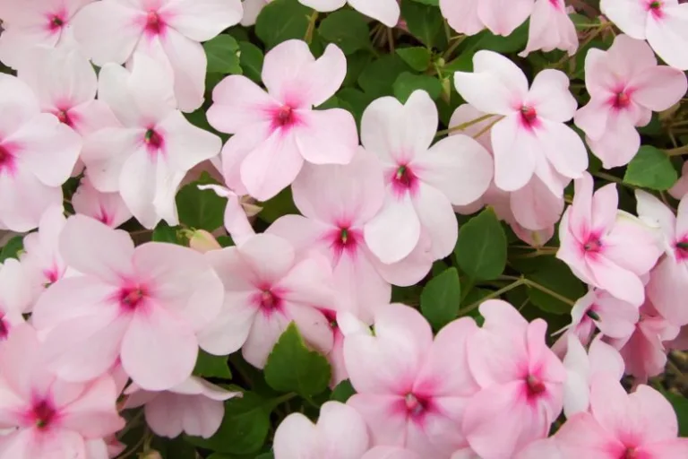 Où acheter des impatiens goutte de sang en ligne ou en magasin 30 fleurs dimpatiens goutte de sang en pot