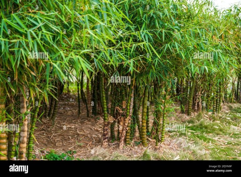 Quel est le meilleur type de bambou géant à gros diamètre 24 foret de bambous geants luxuriants