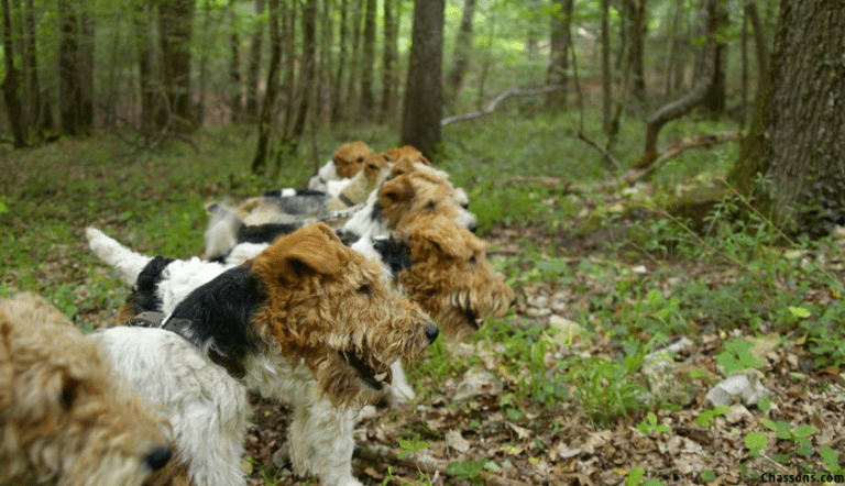 Quel est le caractère du Fox Terrier à poil lisse 30 fox terrier joueur et affectueux en action