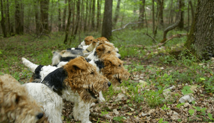 Quel est le caractère du Fox Terrier à poil lisse