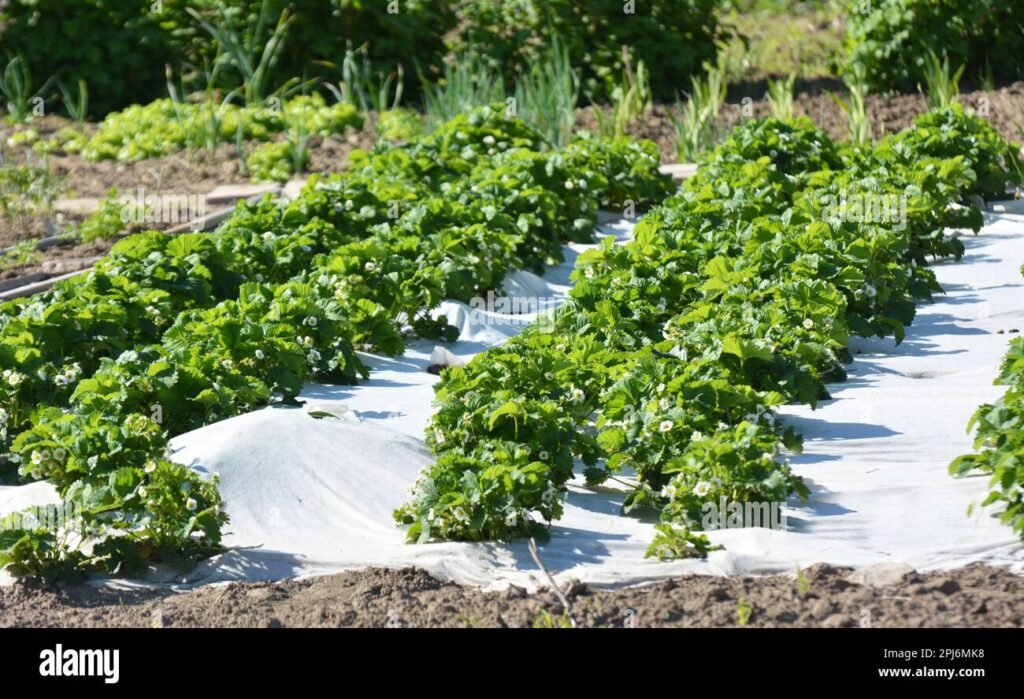 Comment choisir et planter des fraisier à racine nue efficacement 3 Comment choisir et planter des fraisier à racine nue efficacement
