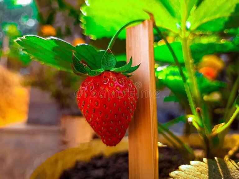fraises rouges sur des plants verdoyants