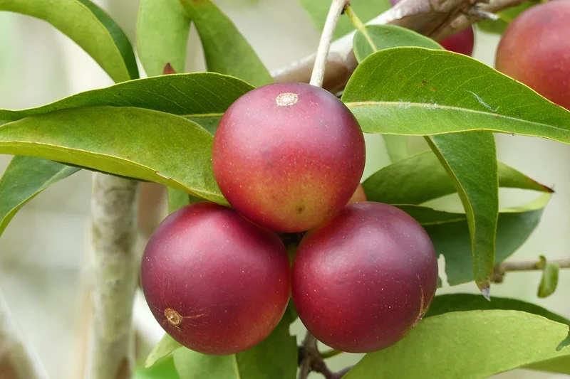 Quelle est l'efficacité de la vitamine C du camu camu pour la santé 8 Quelle est l’efficacité de la vitamine C du camu camu pour la santé