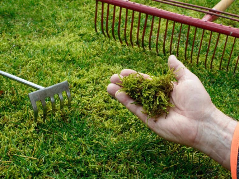 Comment Enlever Efficacement la Mousse dans Votre Gazon 21 gazon avec mousse et outils de jardinage