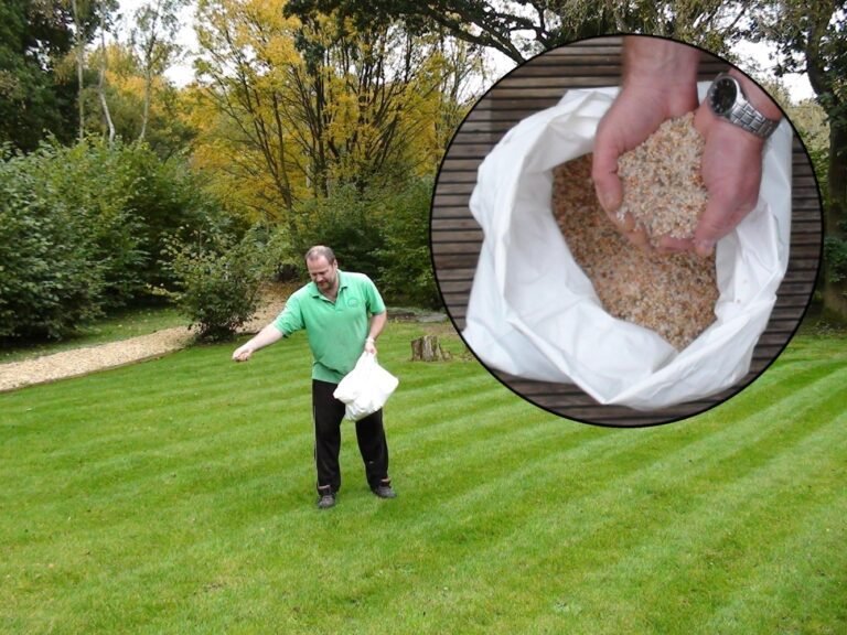 gazon verdoyant avec engrais bio naturel