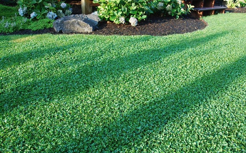 Comment regarnir un gazon sans préparation préalable