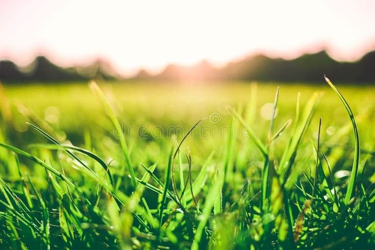 Comment choisir un gazon professionnel résistant à la chaleur et à la sécheresse 1 gazon verdoyant sous un soleil eclatant