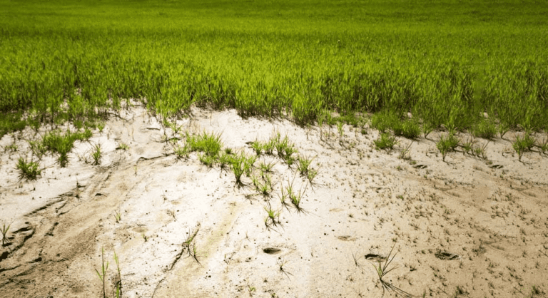 Comment réussir à faire pousser du gazon sur un terrain sableux 6 gazon verdoyant sur sol sableux