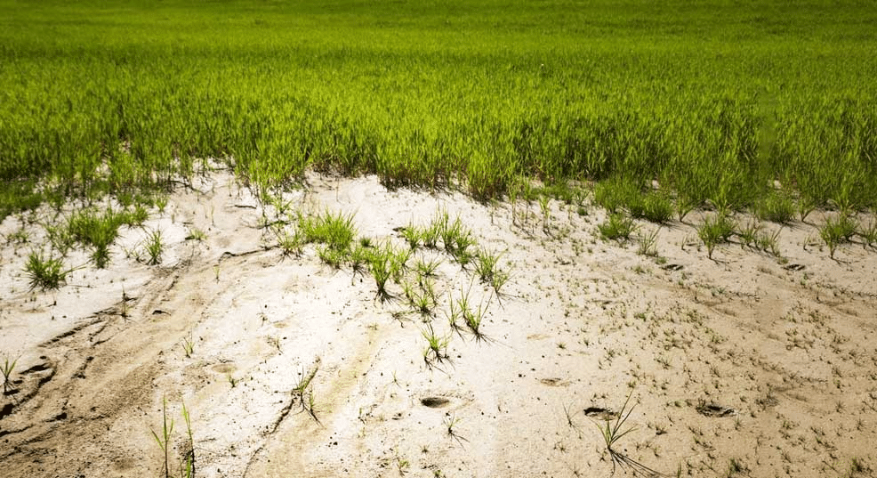 Comment réussir à faire pousser du gazon sur un terrain sableux 8 Comment réussir à faire pousser du gazon sur un terrain sableux