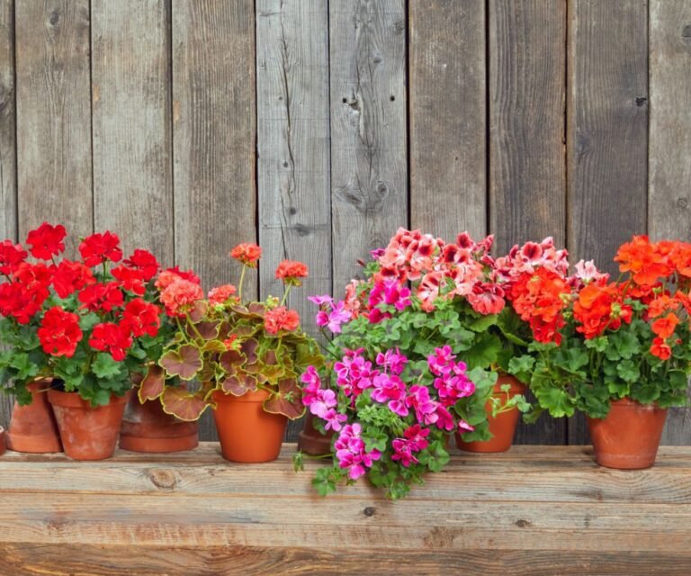 Comment conserver vos géraniums en hiver pour les protéger 39 geraniums en pot sous un abri hivernal