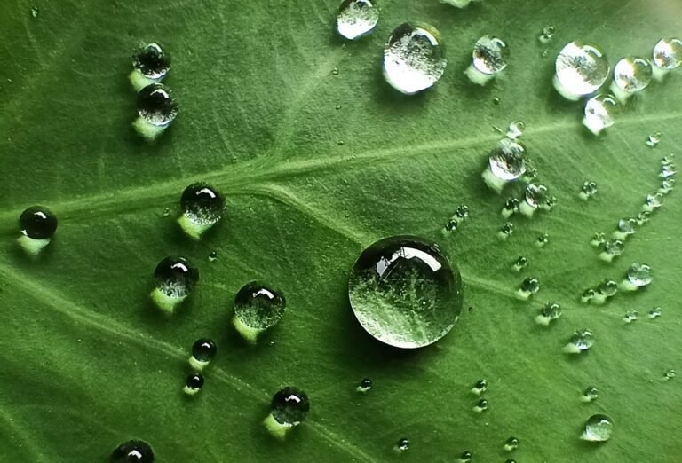 Comment optimiser la gestion de l'eau pour un développement durable 45 goutte deau sur une feuille verte