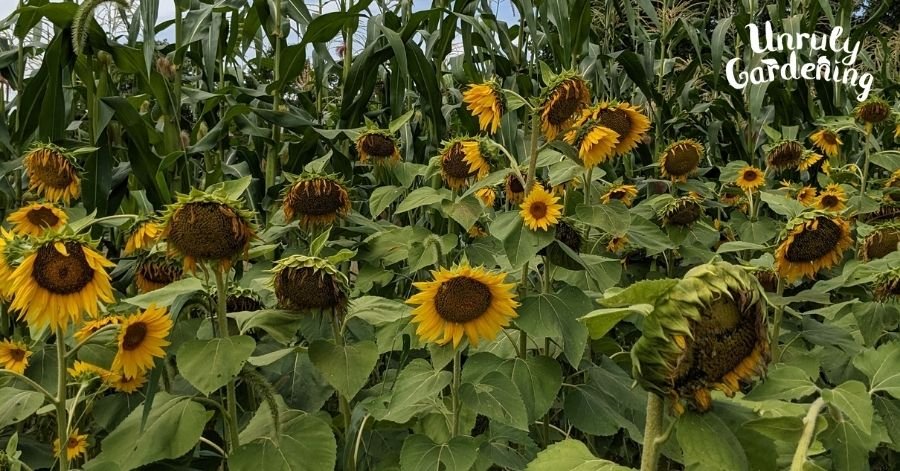 graines de tournesol dans un jardin verdoyant