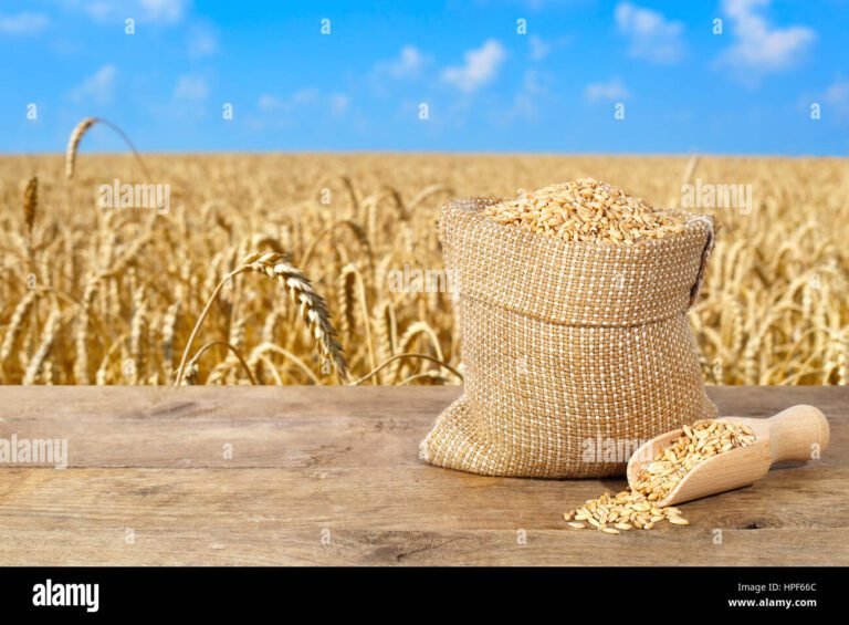 Comment acheter du blé à semer pour votre culture 45 grains de ble dans un champ dore