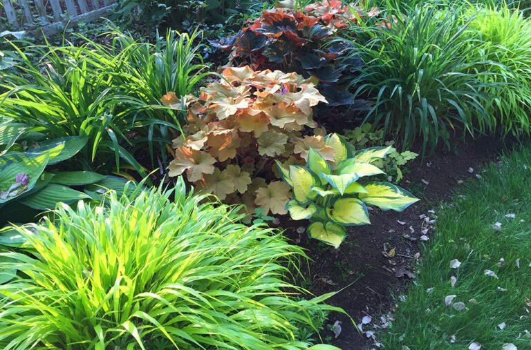 graminee de hakone dans un jardin zen