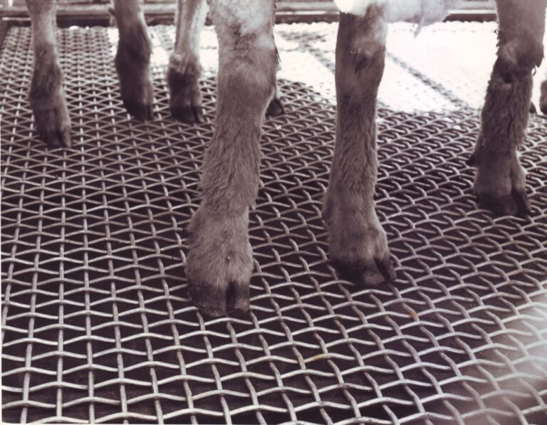 Où trouver un grillage à mouton pas cher chez Brico Dépôt 28 grillage a mouton dans un magasin