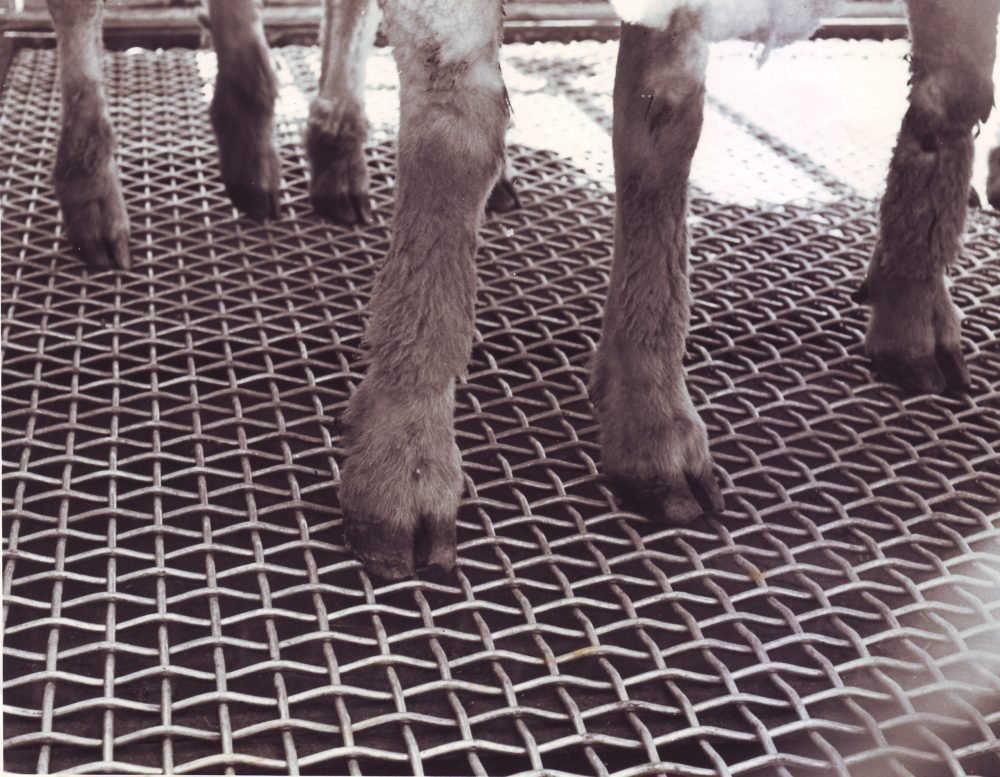 Où trouver un grillage à mouton pas cher chez Brico Dépôt 6 Où trouver un grillage à mouton pas cher chez Brico Dépôt