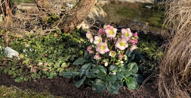 Pourquoi choisir l'Hellébore Rose de Noël pour votre jardin d'hiver 4 hellebore rose en fleur dans un jardin